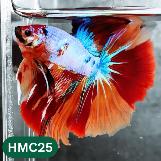 Multicolor Halfmoon Male Betta Fish | High Grade | Order Directly From Farm |  You Pick Fish |