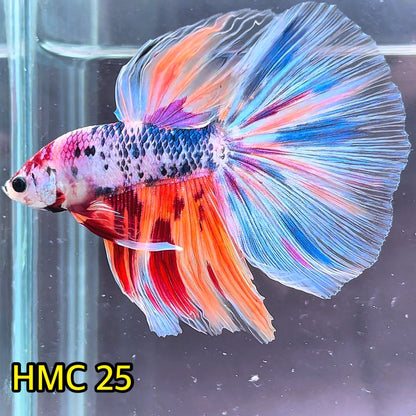 Multicolor Halfmoon Male Betta Fish | High Grade | Order Directly From Farm|  You Pick Fish |