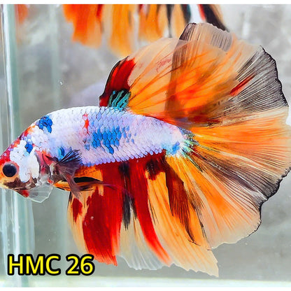 Multicolor Halfmoon Male Betta Fish | High Grade | Order Directly From Farm|  You Pick Fish |