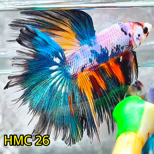 Multicolor Halfmoon Male Betta Fish | High Grade | Order Directly From Farm|  You Pick Fish |