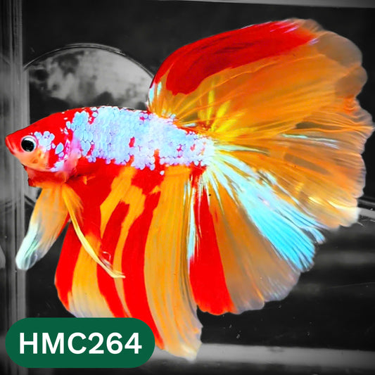Multicolor Halfmoon Male Betta Fish | High Grade | Order Directly From Farm |  You Pick Fish |