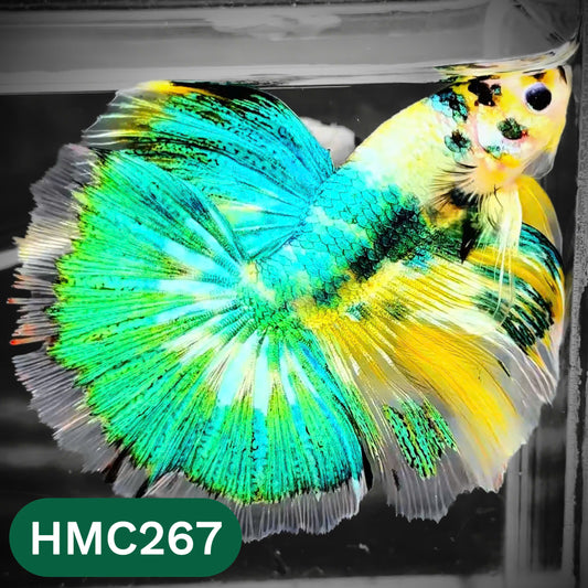 Multicolor Halfmoon Male Betta Fish | High Grade | Order Directly From Farm |  You Pick Fish |