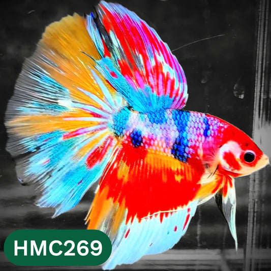 Multicolor Halfmoon Male Betta Fish | High Grade | Order Directly From Farm |  You Pick Fish |