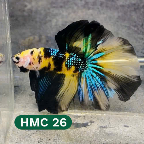 Multicolor Halfmoon Male Betta Fish | High Grade | Order Directly From Farm |  You Pick Fish |