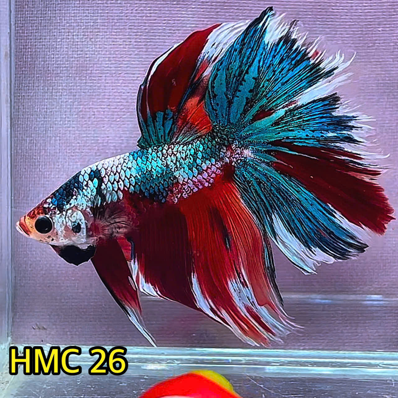 Multicolor Halfmoon Male Betta Fish | Order Directly From Farm | You Pick Fish