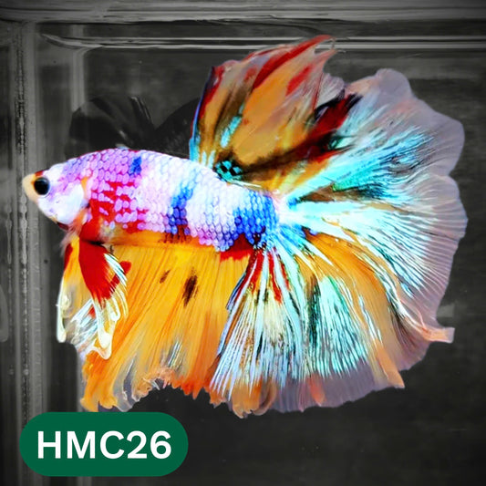 Multicolor Halfmoon Male Betta Fish | Order Directly From Farm | You Pick Fish