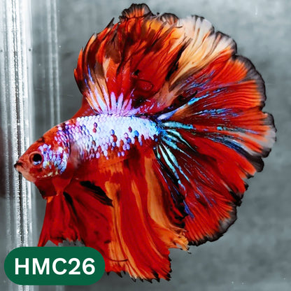Multicolor Halfmoon Male Betta Fish | High Grade | Order Directly From Farm |  You Pick Fish |