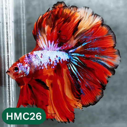 Multicolor Halfmoon Male Betta Fish | High Grade | Order Directly From Farm |  You Pick Fish |