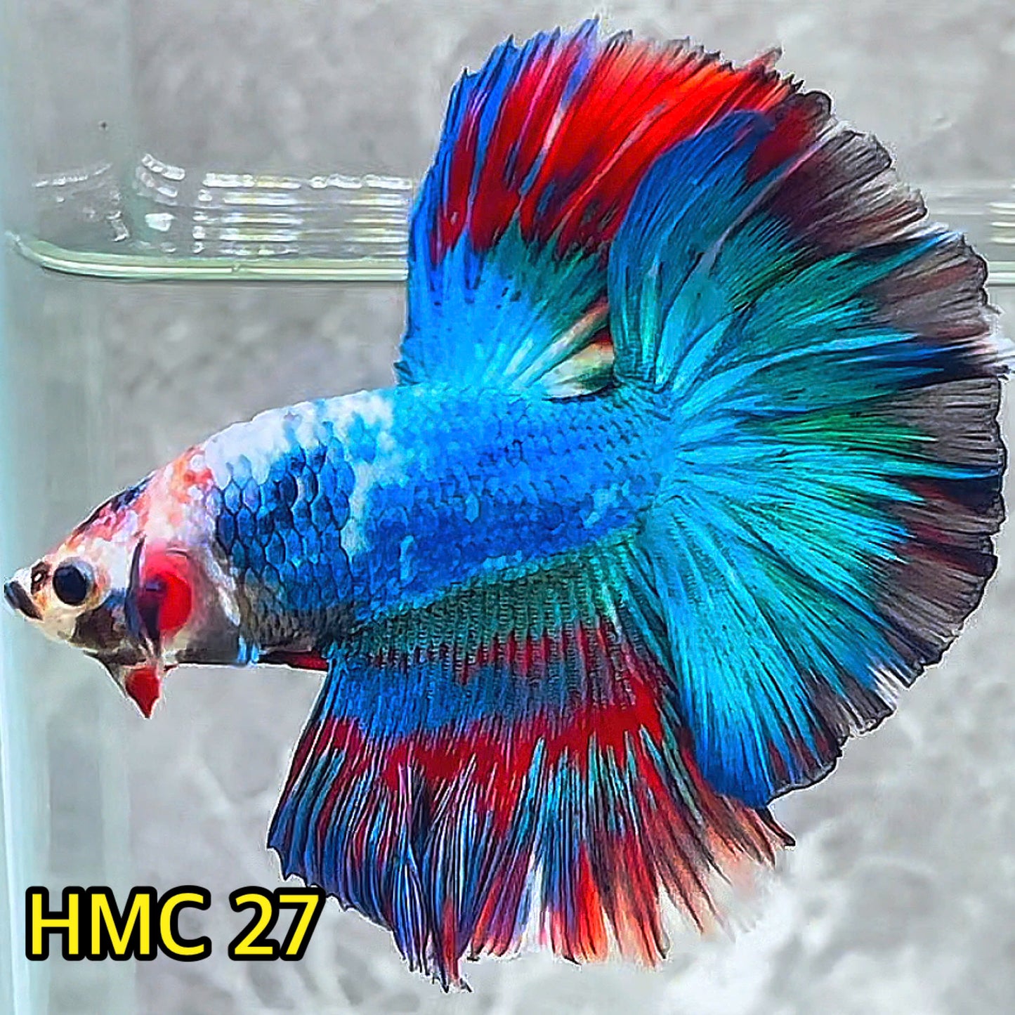 Multicolor Halfmoon Male Betta Fish | High Grade | Order Directly From Farm|  You Pick Fish |