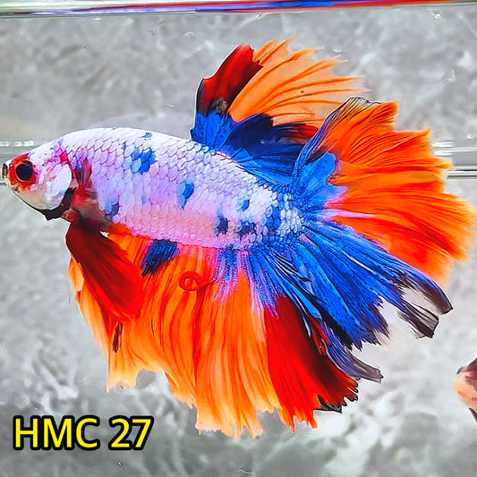 Multicolor Halfmoon Male Betta Fish | High Grade | Order Directly From Farm|  You Pick Fish |