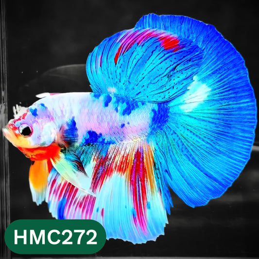 Multicolor Halfmoon Male Betta Fish | High Grade | Order Directly From Farm |  You Pick Fish |