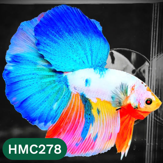Multicolor Halfmoon Male Betta Fish | High Grade | Order Directly From Farm |  You Pick Fish |