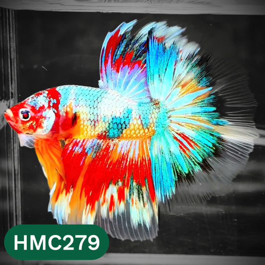 Multicolor Halfmoon Male Betta Fish | High Grade | Order Directly From Farm |  You Pick Fish |