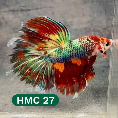 Multicolor Halfmoon Male Betta Fish | High Grade | Order Directly From Farm |  You Pick Fish |