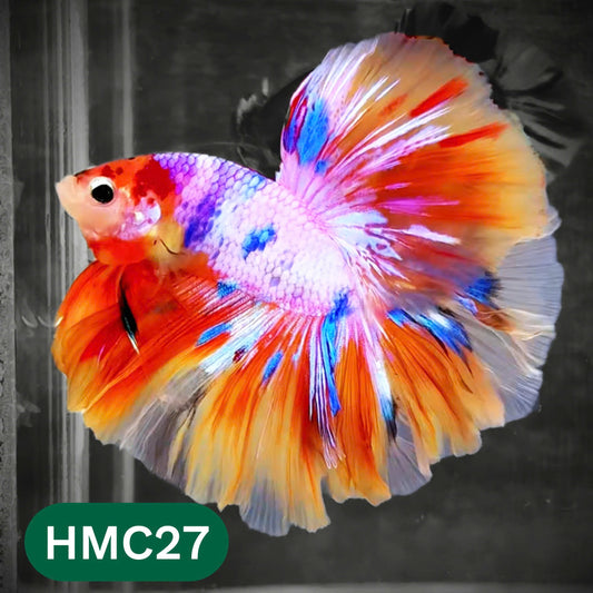 Multicolor Halfmoon Male Betta Fish | Order Directly From Farm | You Pick Fish