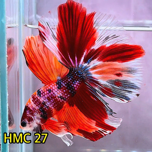 Multicolor Halfmoon Male Betta Fish | Order Directly From Farm | You Pick Fish