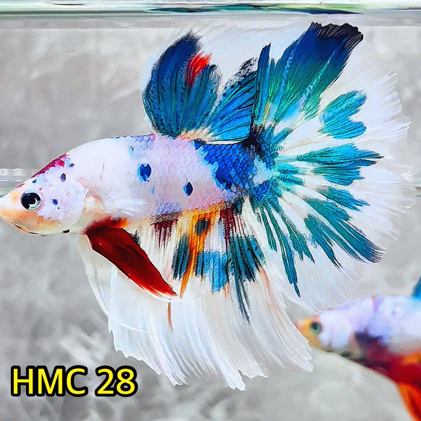 Multicolor Halfmoon Male Betta Fish | High Grade | Order Directly From Farm|  You Pick Fish |