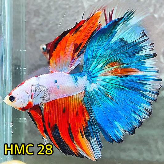 Multicolor Halfmoon Male Betta Fish | High Grade | Order Directly From Farm|  You Pick Fish |