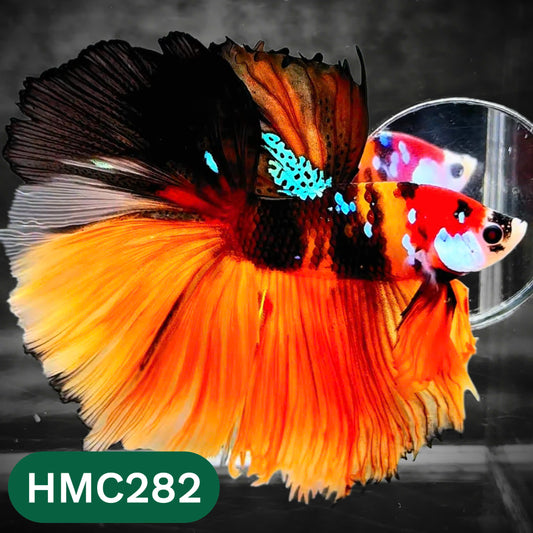 Multicolor Halfmoon Male Betta Fish | High Grade | Order Directly From Farm |  You Pick Fish |