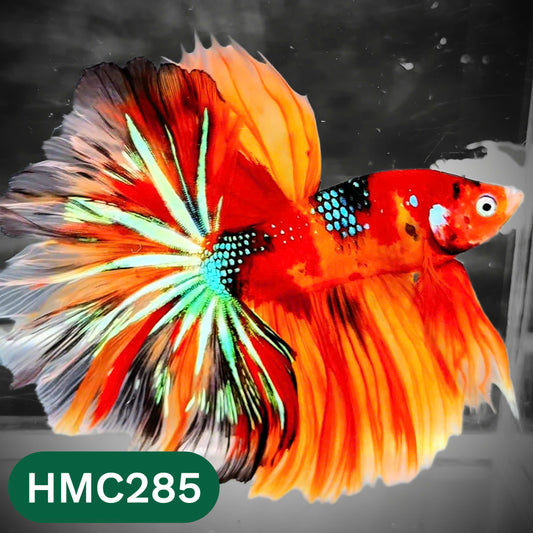 Multicolor Halfmoon Male Betta Fish | High Grade | Order Directly From Farm |  You Pick Fish |