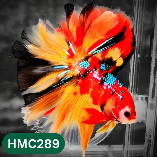 Multicolor Halfmoon Male Betta Fish | High Grade | Order Directly From Farm |  You Pick Fish |