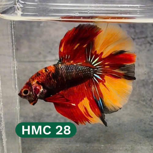 Multicolor Halfmoon Male Betta Fish | High Grade | Order Directly From Farm |  You Pick Fish |