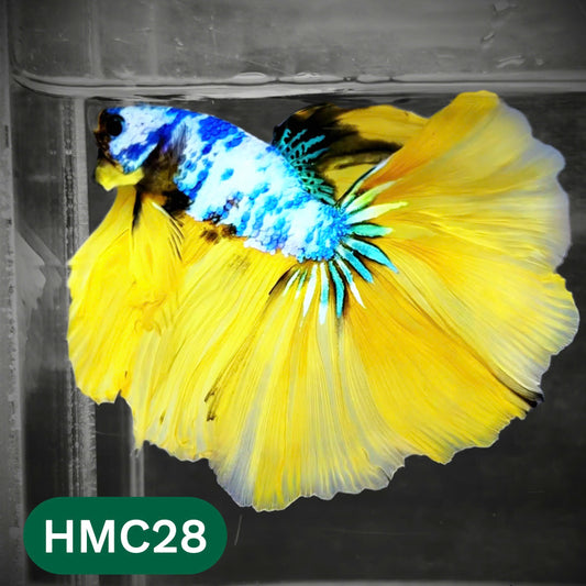 Multicolor Halfmoon Male Betta Fish | Order Directly From Farm | You Pick Fish