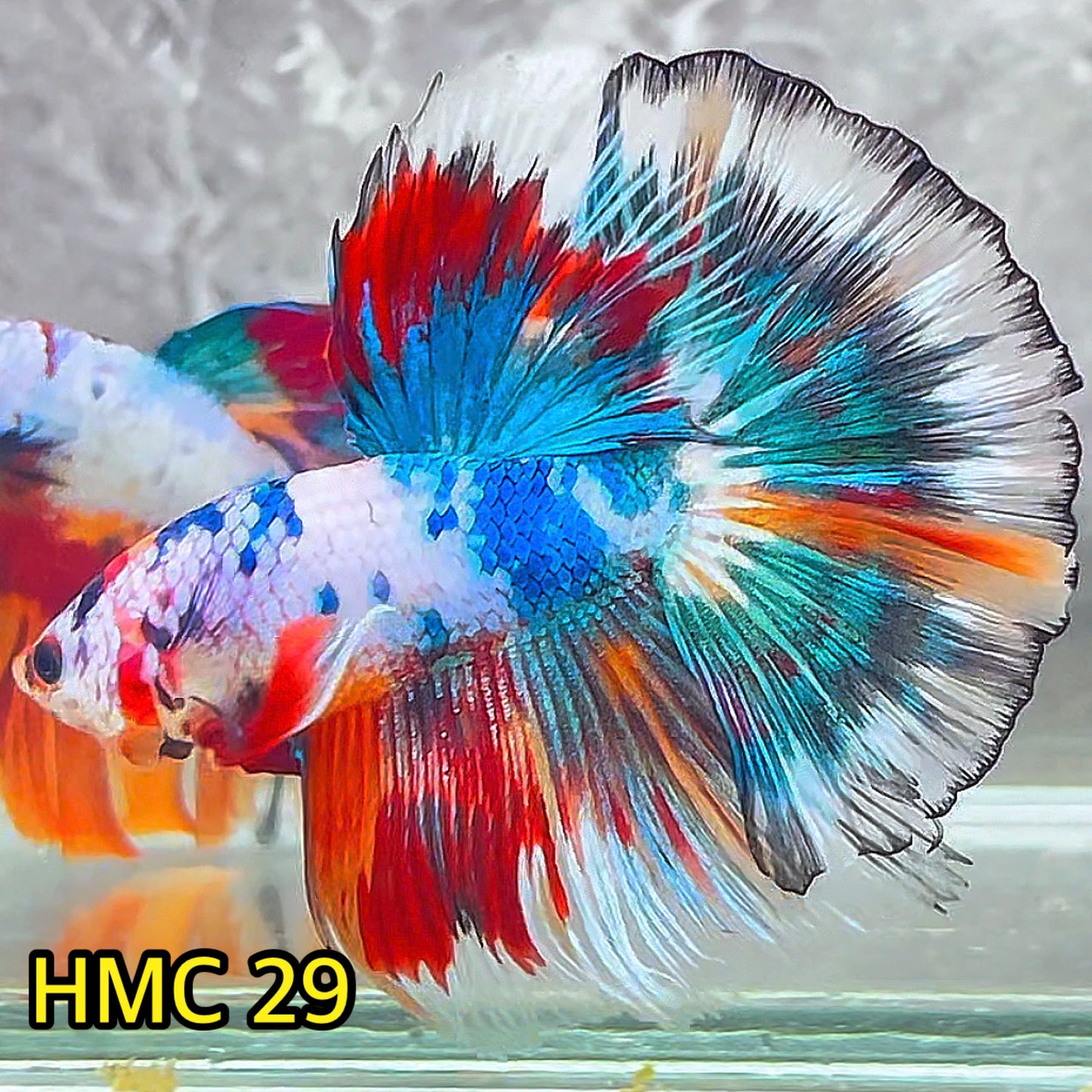 Multicolor Halfmoon Male Betta Fish | High Grade | Order Directly From Farm|  You Pick Fish |