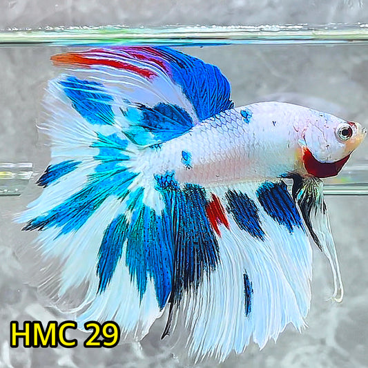 Multicolor Halfmoon Male Betta Fish | High Grade | Order Directly From Farm|  You Pick Fish |