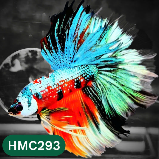 Multicolor Halfmoon Male Betta Fish | High Grade | Order Directly From Farm |  You Pick Fish |