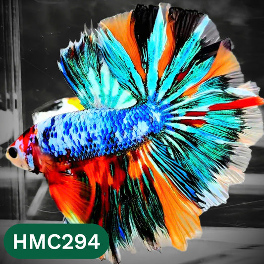 Multicolor Halfmoon Male Betta Fish | High Grade | Order Directly From Farm |  You Pick Fish |