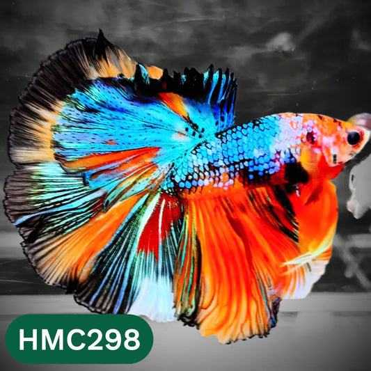Multicolor Halfmoon Male Betta Fish | High Grade | Order Directly From Farm |  You Pick Fish |