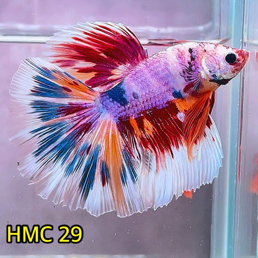 Multicolor Halfmoon Male Betta Fish | Order Directly From Farm | You Pick Fish