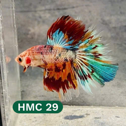 Multicolor Halfmoon Male Betta Fish | High Grade | Order Directly From Farm |  You Pick Fish |