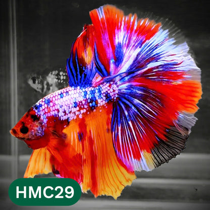 Multicolor Halfmoon Male Betta Fish | Order Directly From Farm | You Pick Fish