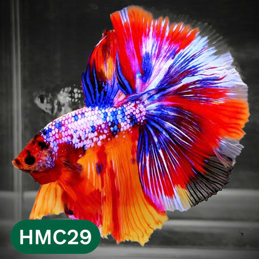 Multicolor Halfmoon Male Betta Fish | Order Directly From Farm | You Pick Fish