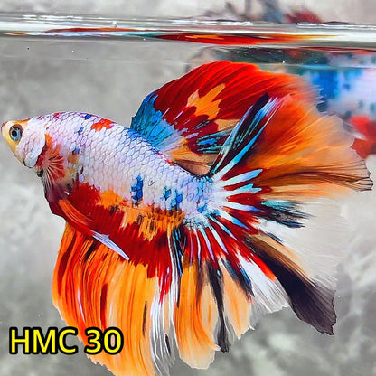 Multicolor Halfmoon Male Betta Fish | High Grade | Order Directly From Farm|  You Pick Fish |