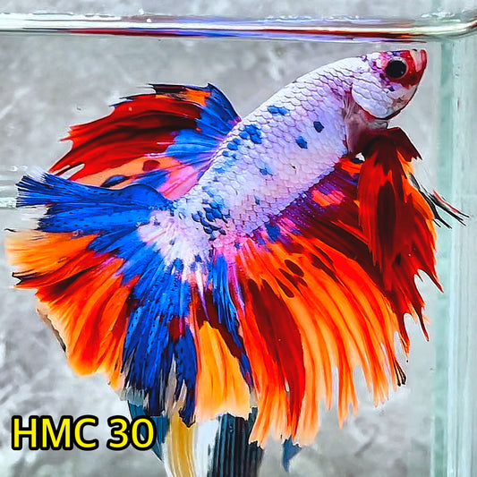 Multicolor Halfmoon Male Betta Fish | High Grade | Order Directly From Farm|  You Pick Fish |