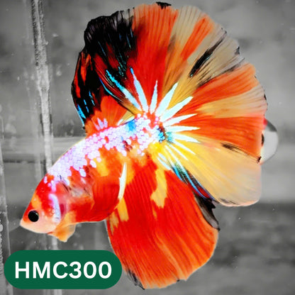 Multicolor Halfmoon Male Betta Fish | High Grade | Order Directly From Farm |  You Pick Fish |