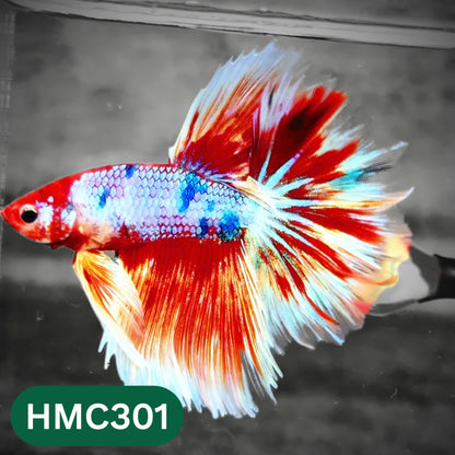 Multicolor Halfmoon Male Betta Fish | High Grade | Order Directly From Farm |  You Pick Fish |