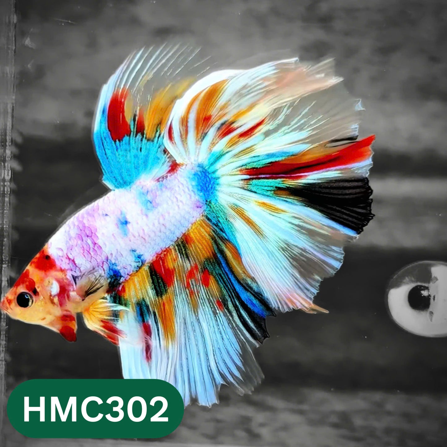 Multicolor Halfmoon Male Betta Fish | High Grade | Order Directly From Farm |  You Pick Fish |