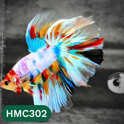 Multicolor Halfmoon Male Betta Fish | High Grade | Order Directly From Farm |  You Pick Fish |