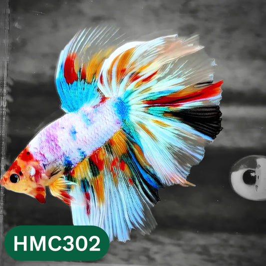 Multicolor Halfmoon Male Betta Fish | High Grade | Order Directly From Farm |  You Pick Fish |