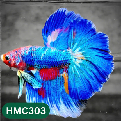 Multicolor Halfmoon Male Betta Fish | High Grade | Order Directly From Farm |  You Pick Fish |