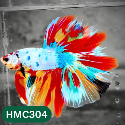 Multicolor Halfmoon Male Betta Fish | High Grade | Order Directly From Farm |  You Pick Fish |