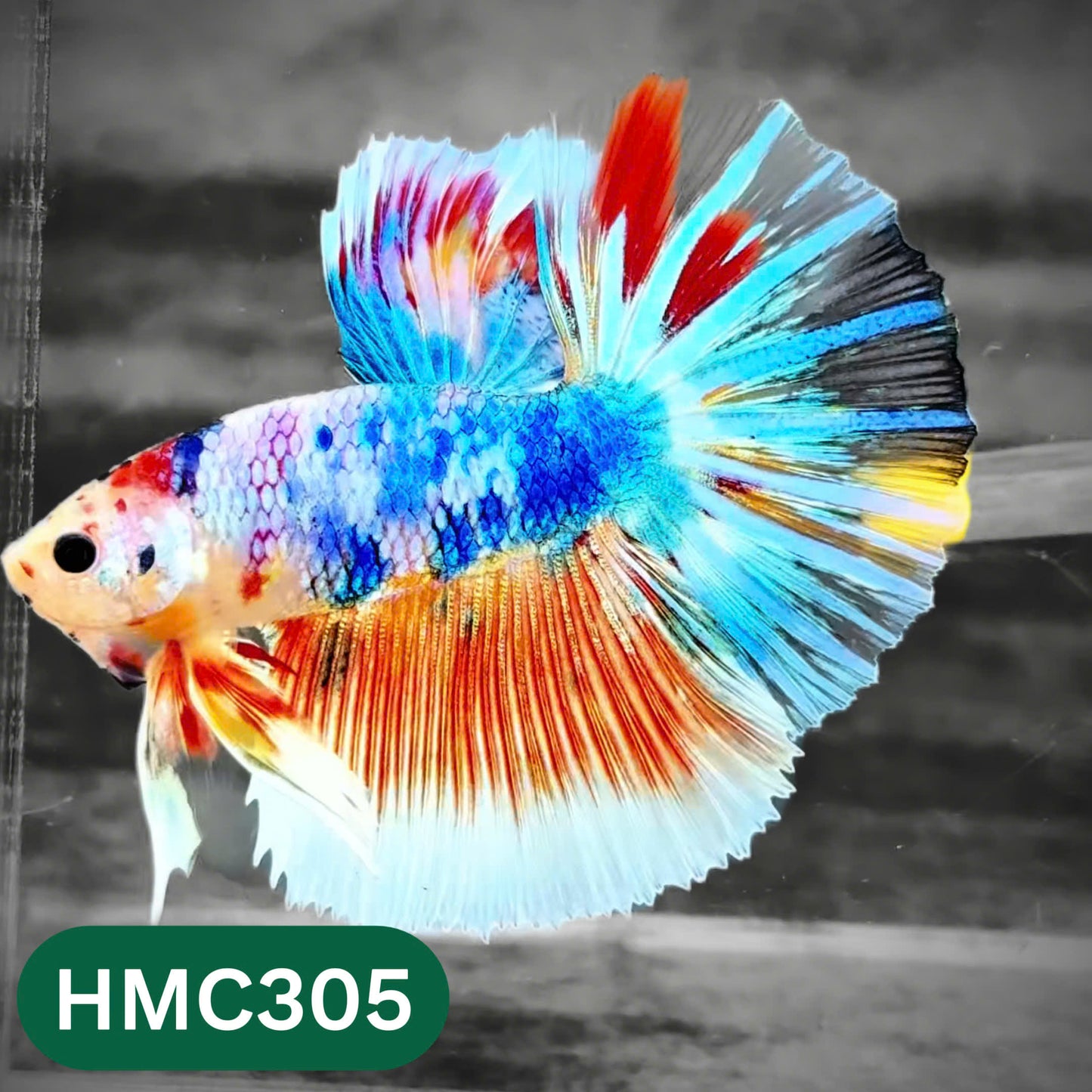 Multicolor Halfmoon Male Betta Fish | High Grade | Order Directly From Farm |  You Pick Fish |