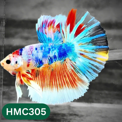 Multicolor Halfmoon Male Betta Fish | High Grade | Order Directly From Farm |  You Pick Fish |