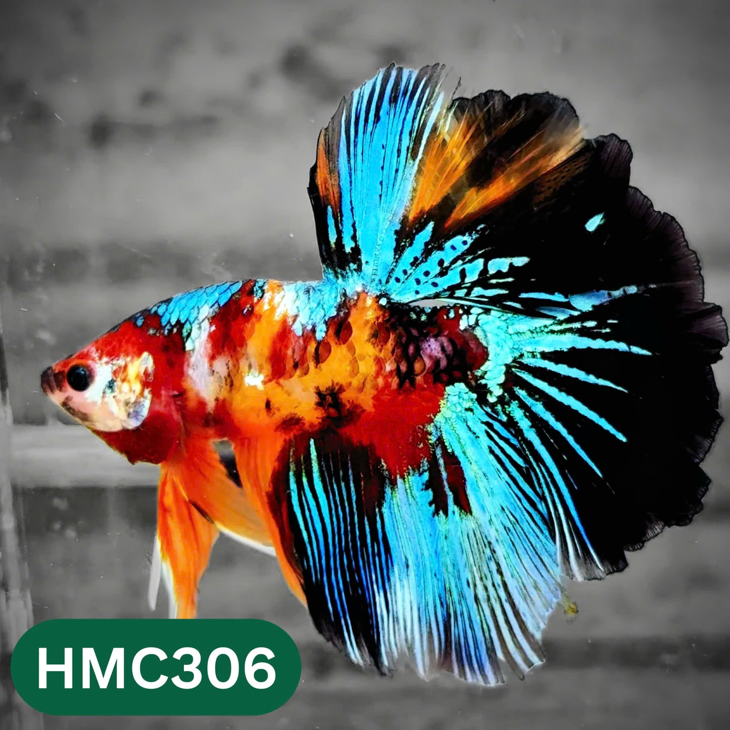 Multicolor Halfmoon Male Betta Fish | High Grade | Order Directly From Farm |  You Pick Fish |