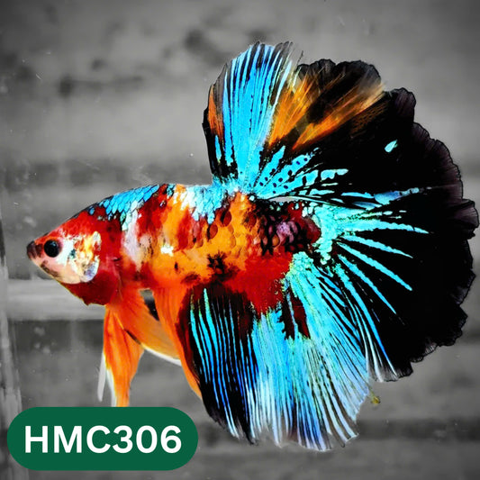 Multicolor Halfmoon Male Betta Fish | High Grade | Order Directly From Farm |  You Pick Fish |