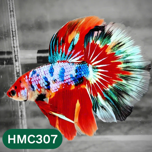 Multicolor Halfmoon Male Betta Fish | High Grade | Order Directly From Farm |  You Pick Fish |